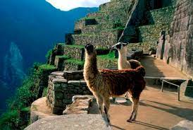 lamas